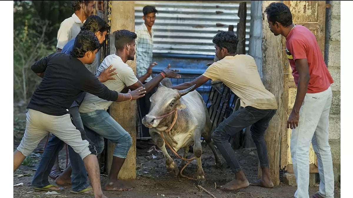 Tamil Nadus bull taming sport ‘Jallikattu