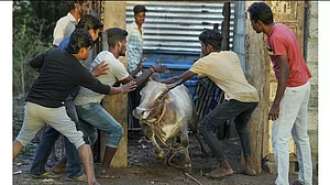 Tamil Nadus bull taming sport ‘Jallikattu