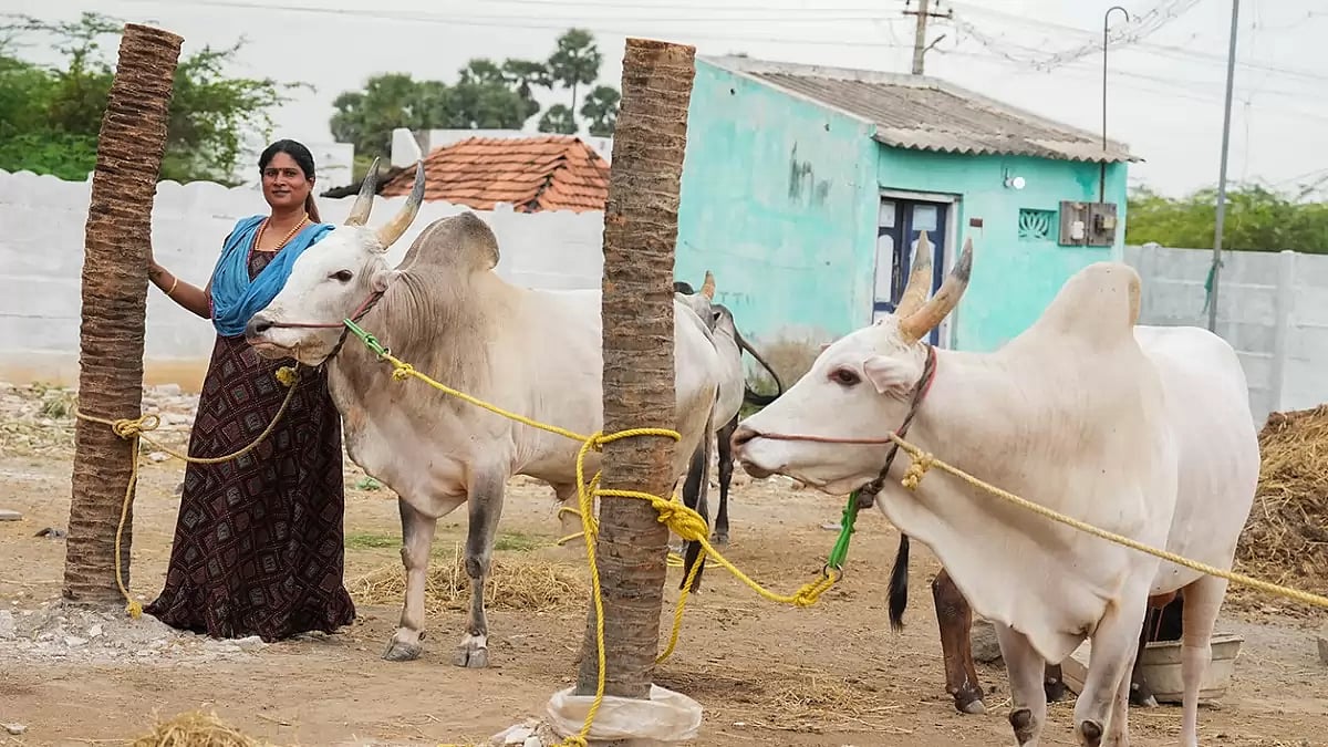 Tamil Nadus bull taming sport