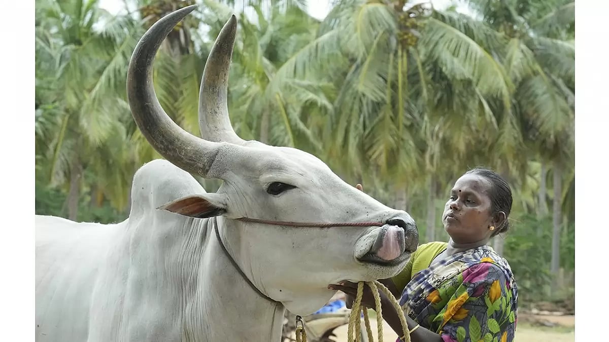 Tamil Nadus bull taming sport