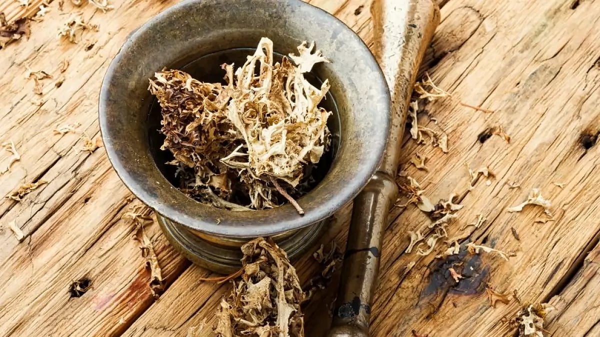 Best Sea Moss Gummies