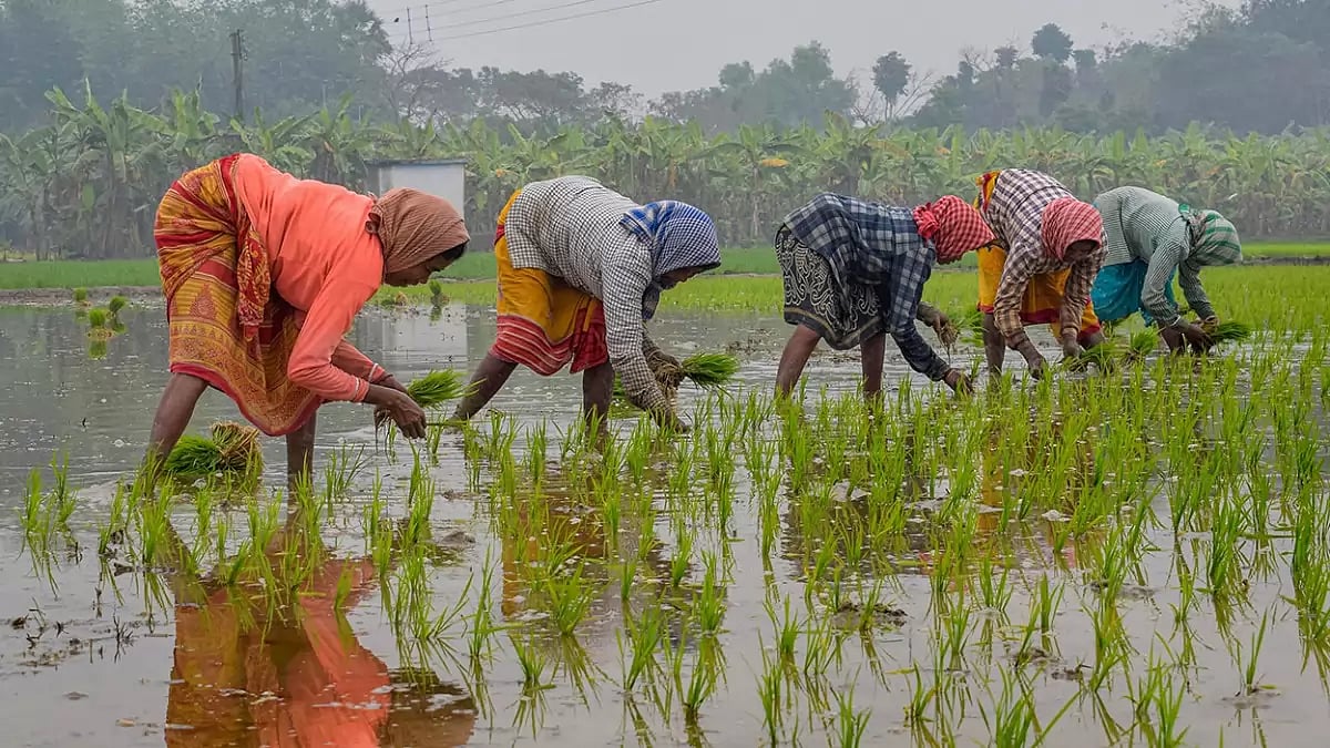 Farmers plant paddy saplings