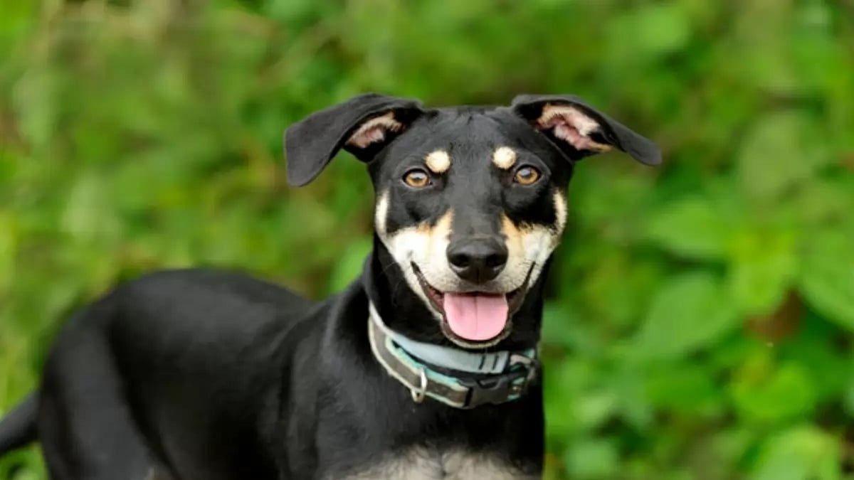 Bravecto Chews For Dogs