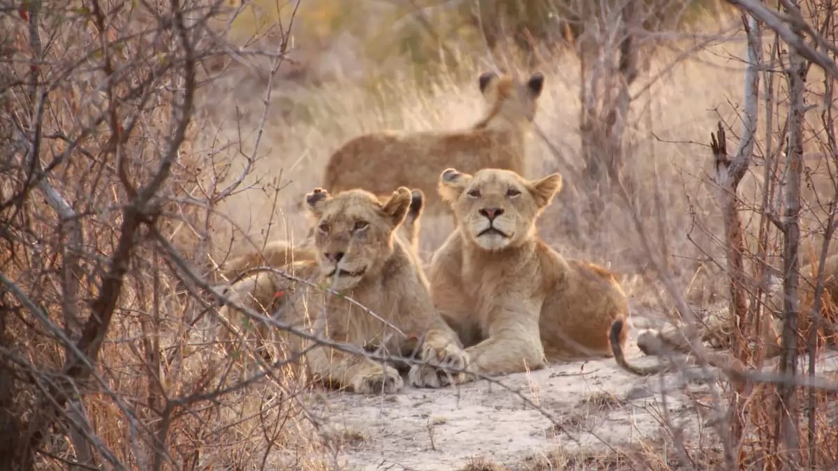 Representational Image.