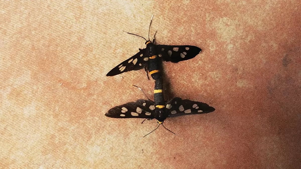 Charting Her Own Desires