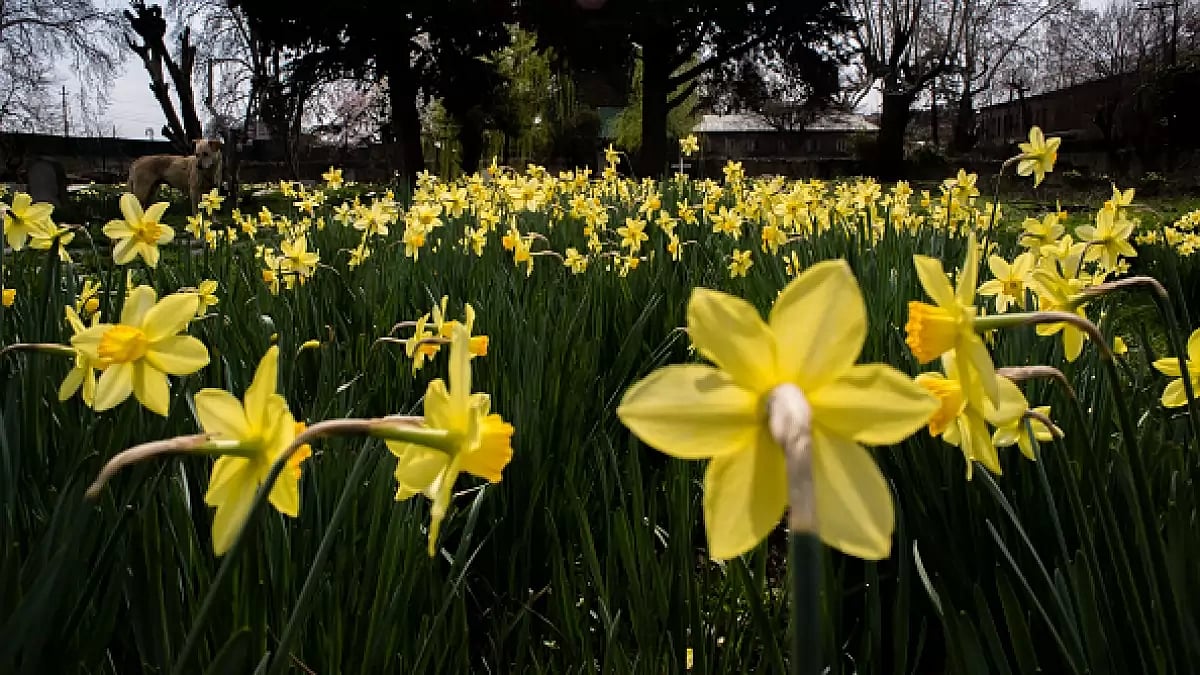 Spring and the Artisan, a poem by Abdur Rehman Rahi, has been translated into English by Dr Huzaifa Pandit.