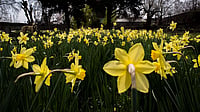 Poem: Spring And The Artisan Spring and the Artisan, a poem by Abdur Rehman Rahi, has been translated into English by Dr Huzaifa Pandit.