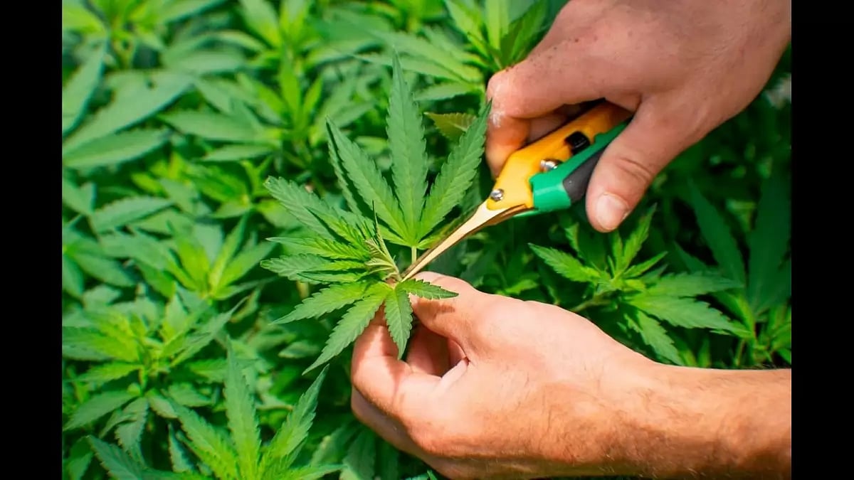 Best THC Detox Products