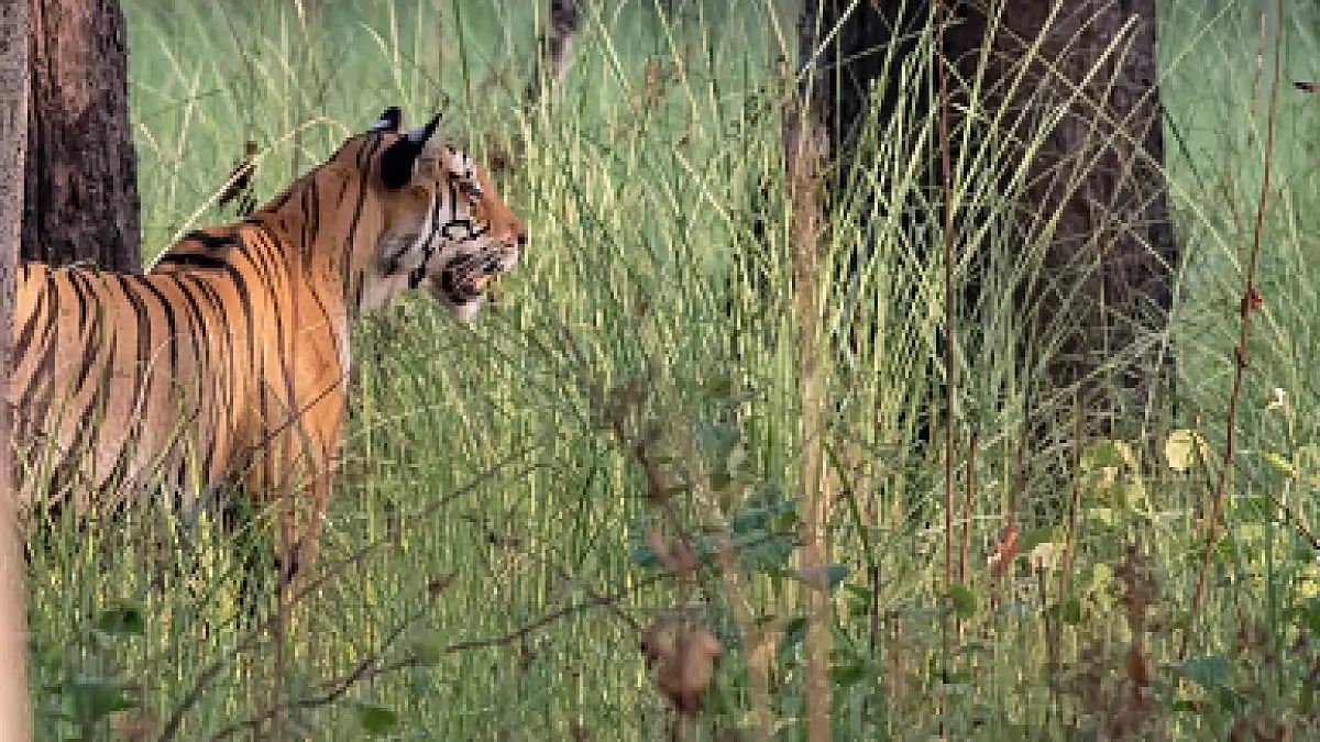 A Tiger In The House By Ruskin Bond