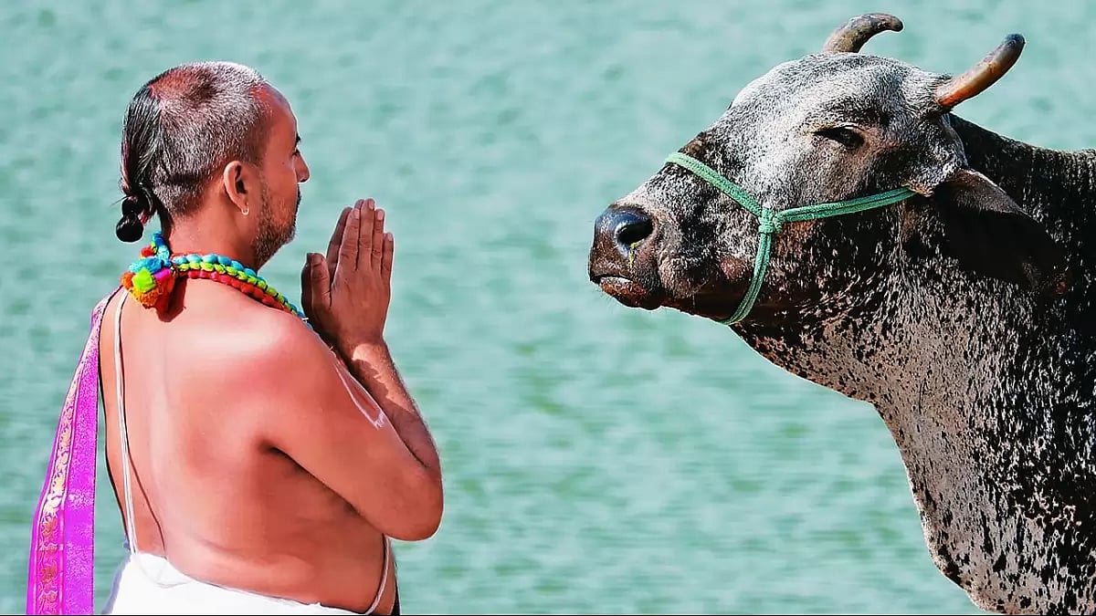 A man praying to a cow.