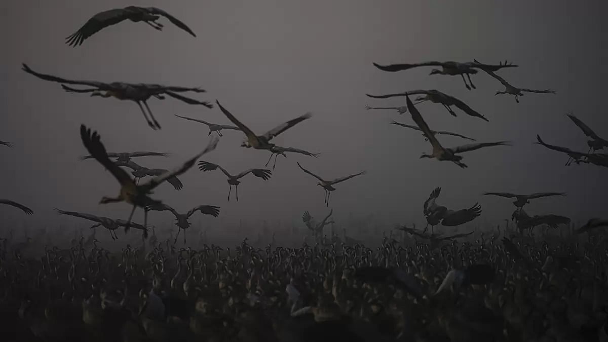 Israel Migrant Birds