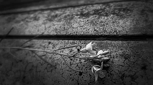 Mir Umar writes on the language of love.