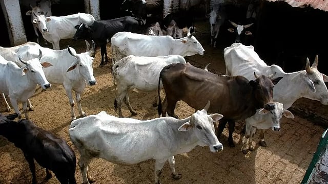 Cow Welfare In India: Rhetoric And Reality