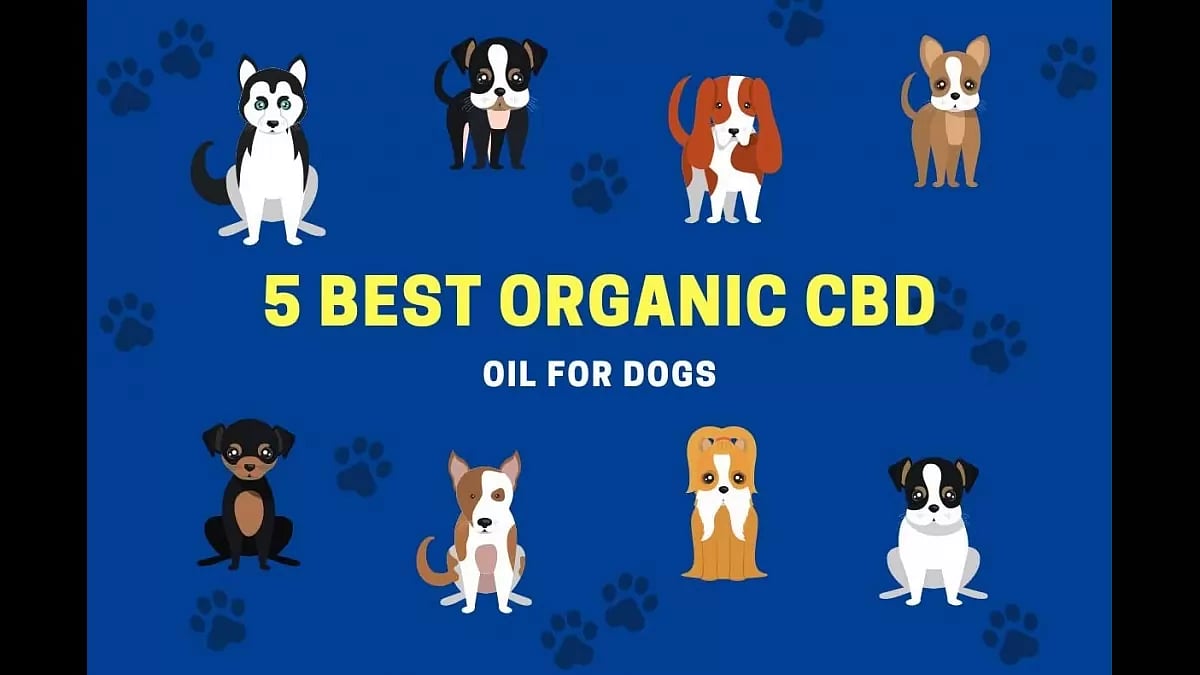 Best Organic CBD Oil For Dogs Made In USA