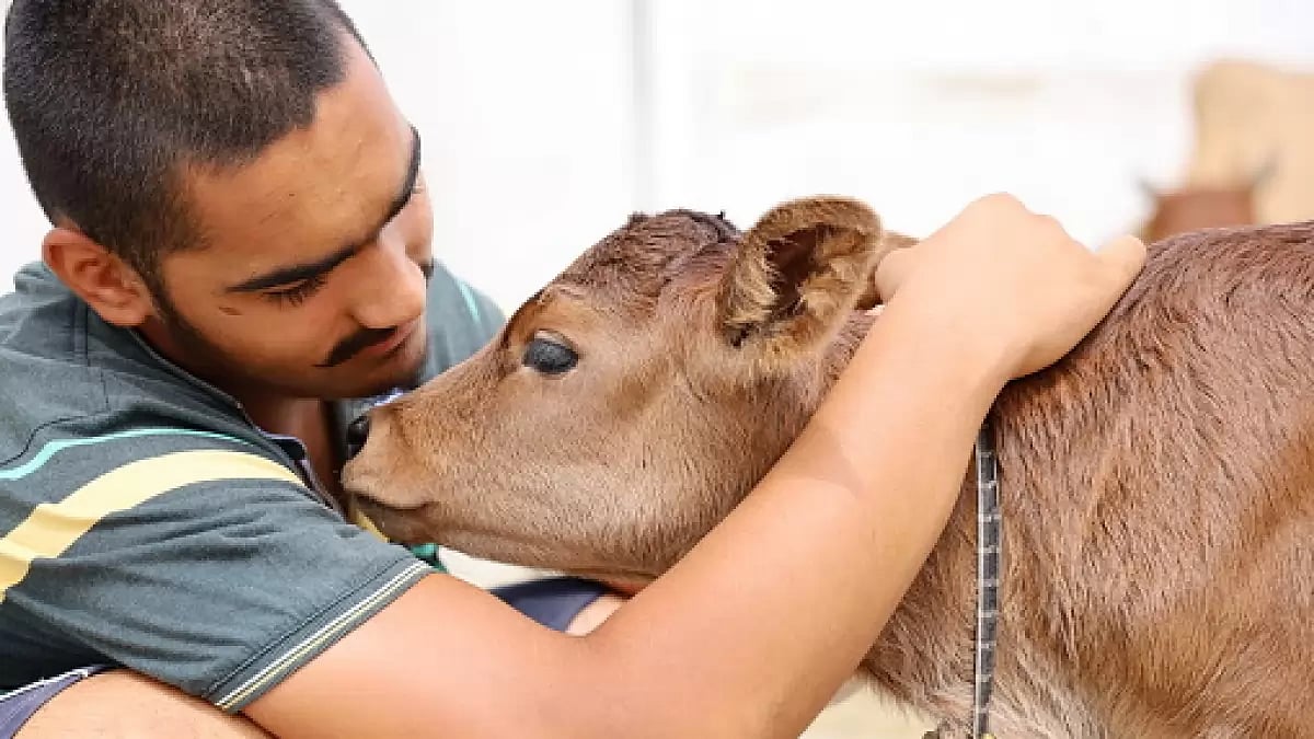 SP Gupta, former Chairman of the Animal Welfare Board of India (AWBI), has started a cow-cuddling centre.