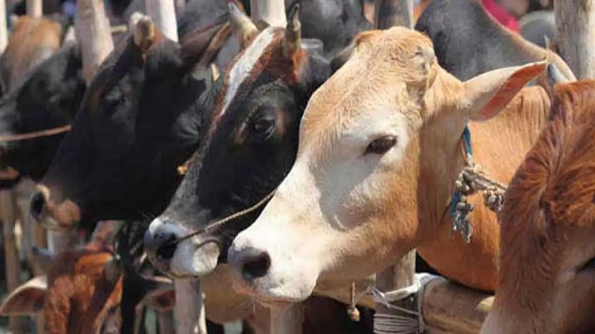 Animal Welfare Board of India (AWBI) has dubbed the Valentines Day as Cow Hug Day