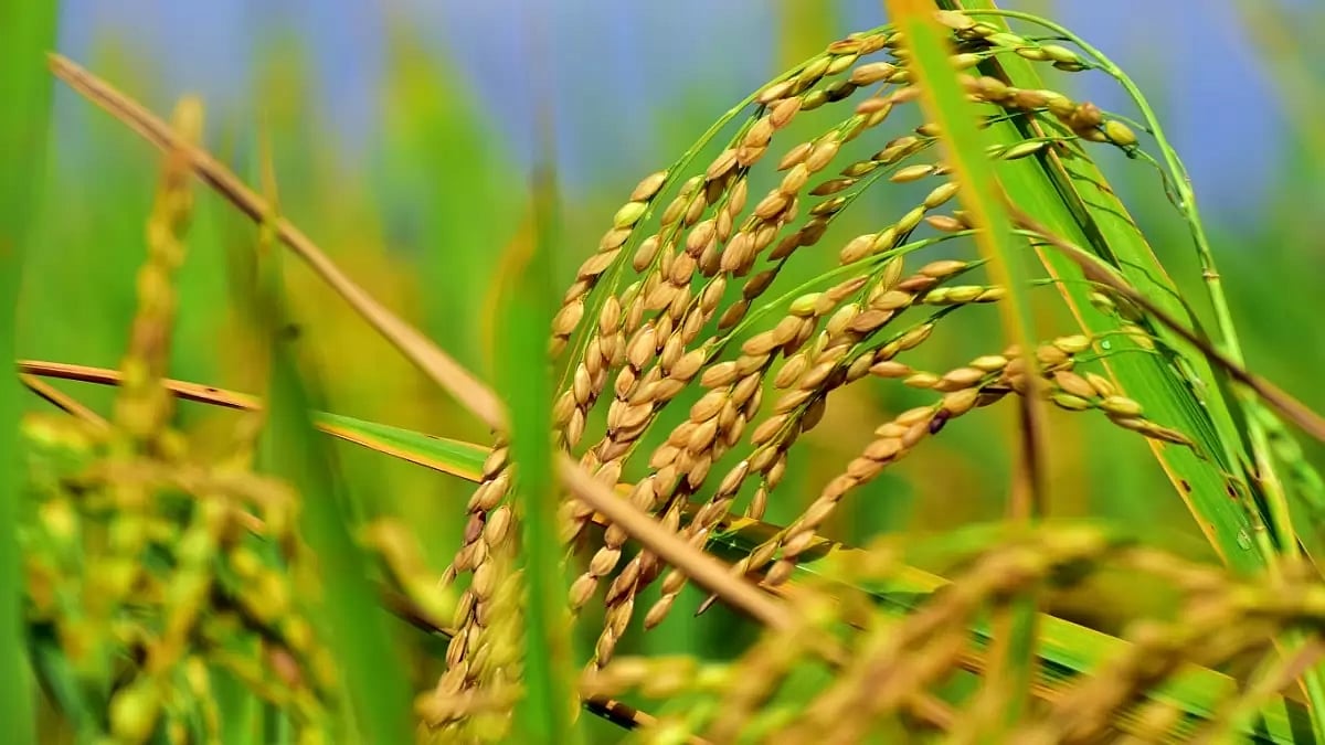 National Level Multi-State Seed Coop Mooted To Plant Seeds Of Prosperity 