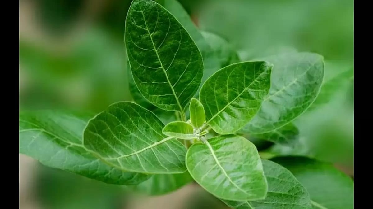 19 Ashwagandha benefits for men