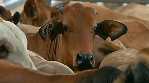 Uttar Pradesh minister Dharmpal Singh has said you should worship cow on Valentines Day