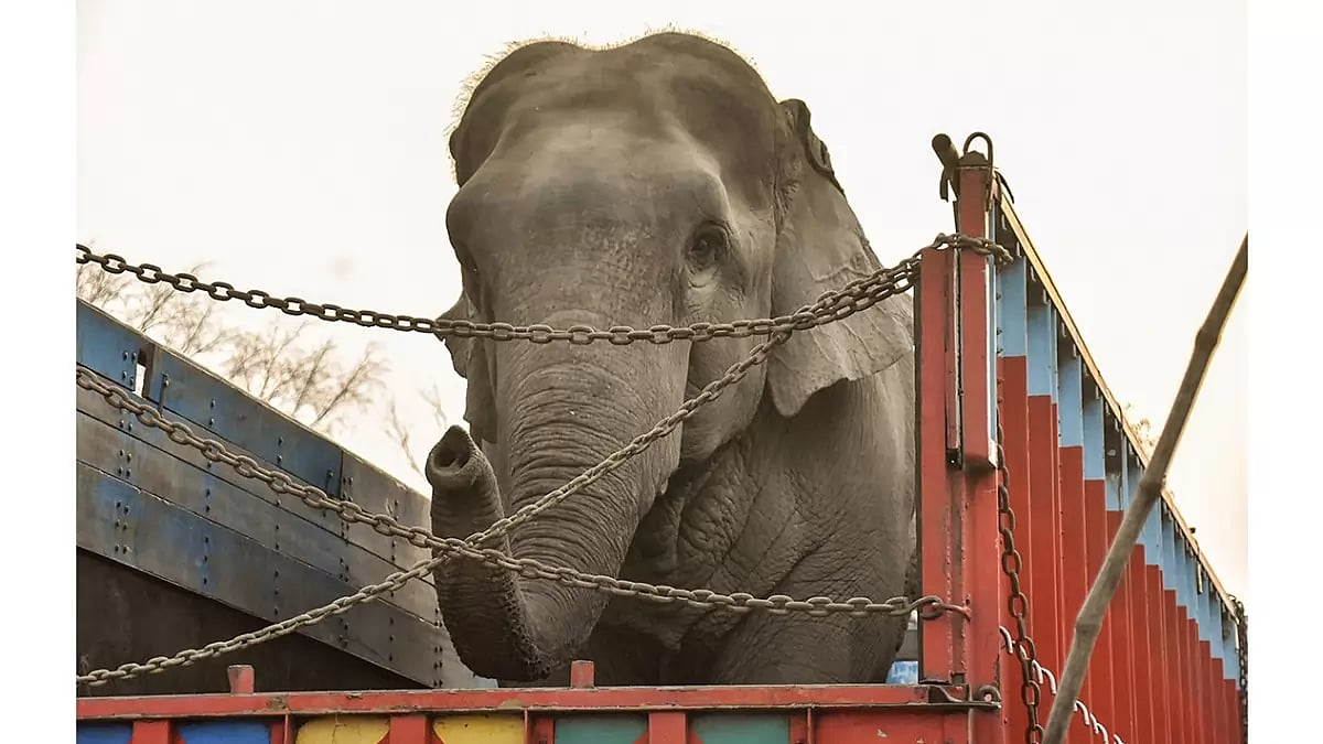 Elephant turns violent in Gorakhpur