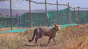 Cheetahs translocation from SA