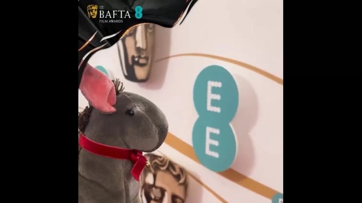 Jenny the Donkey from 'The Banshees of Inisherin'