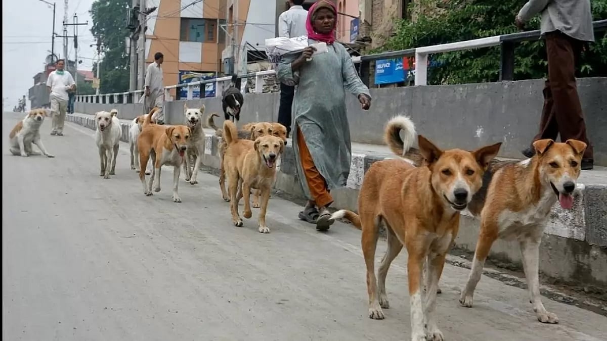 Four-Month-Old Boy Dies After Being "Attacked" By Stray Dog In Hyderabad (Representative Image)