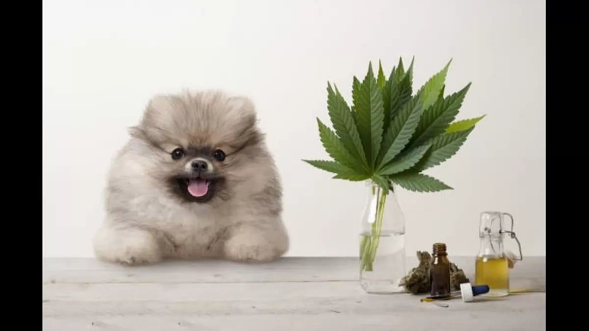 Best CBD Oil For Dogs 2023