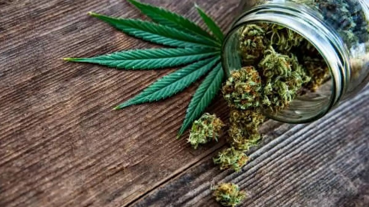 Best CBD Flower & Hemp Flower Strains 