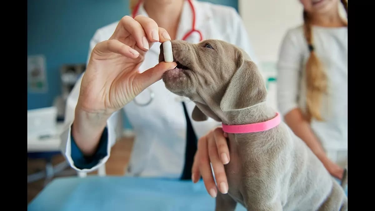 Best Joint Supplement For Dogs