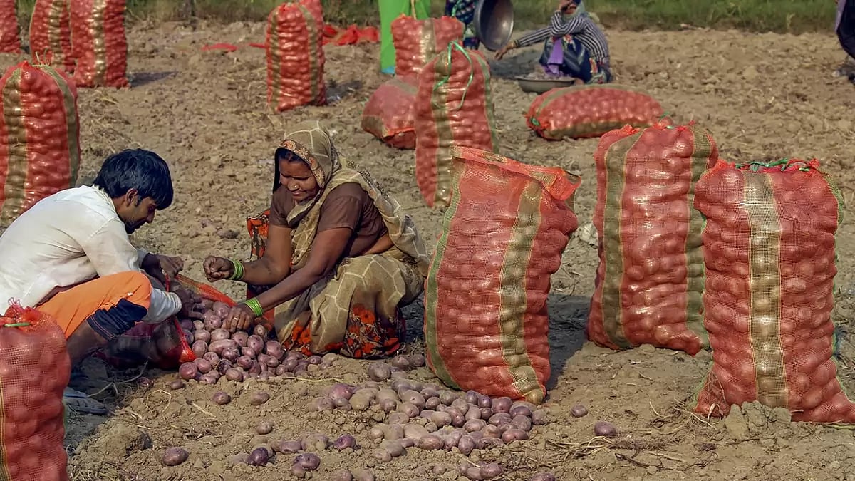 High yield of potato in Bulandshahr