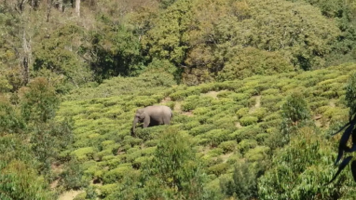 Several people have been killed in elephant attacks in Kerala in recent years