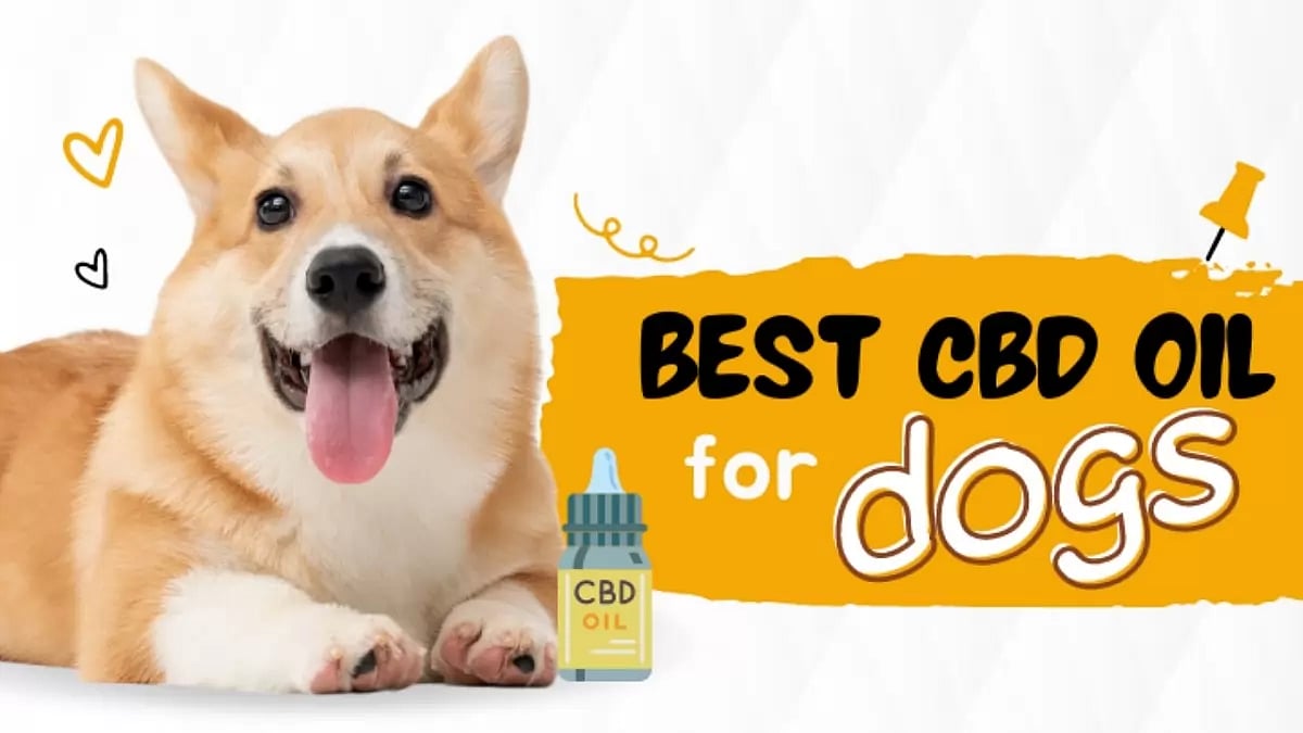 Best CBD Oil For Dogs