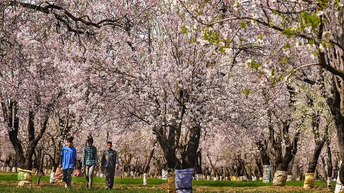 Pulwama-Almond trees in full bloom