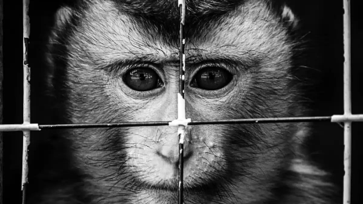 Crimes against animals in India often go unaddressed.