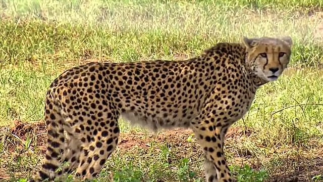 Madhya Pradesh: 4.5-year-old Namibian Cheetah Sasha Dies In Kuno National Park Due To Kidney Ailment