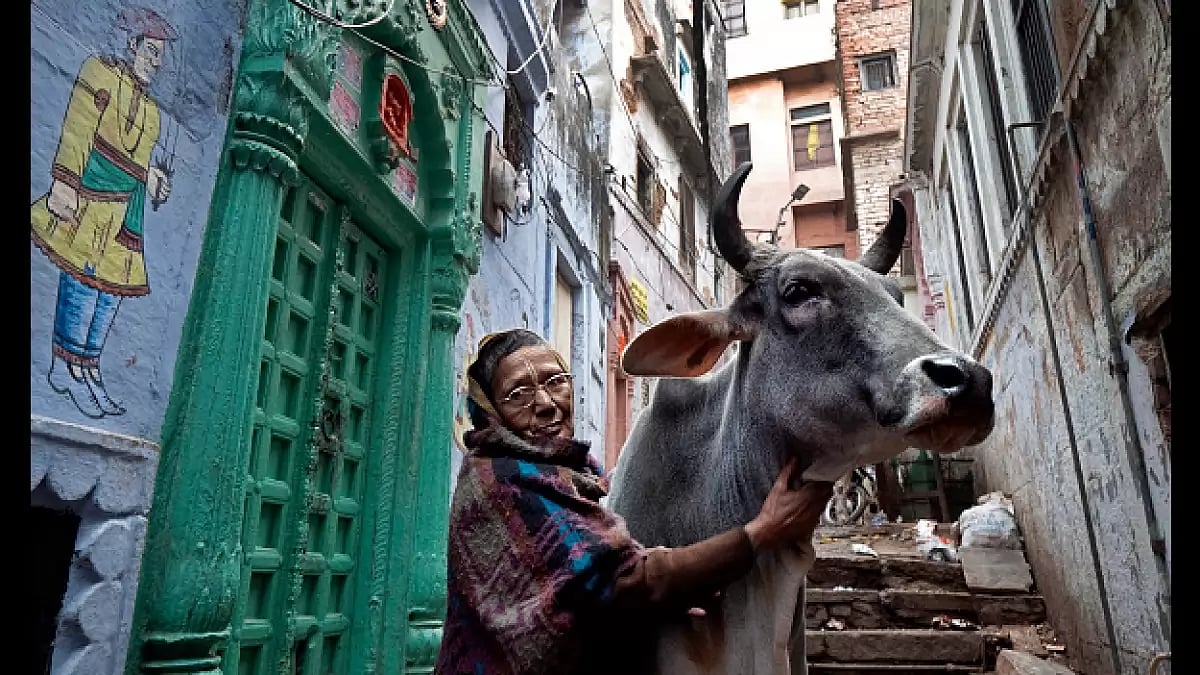 A widow, pets a cow outside of Rak Kuti ashram in Varanasi. (Representative image)