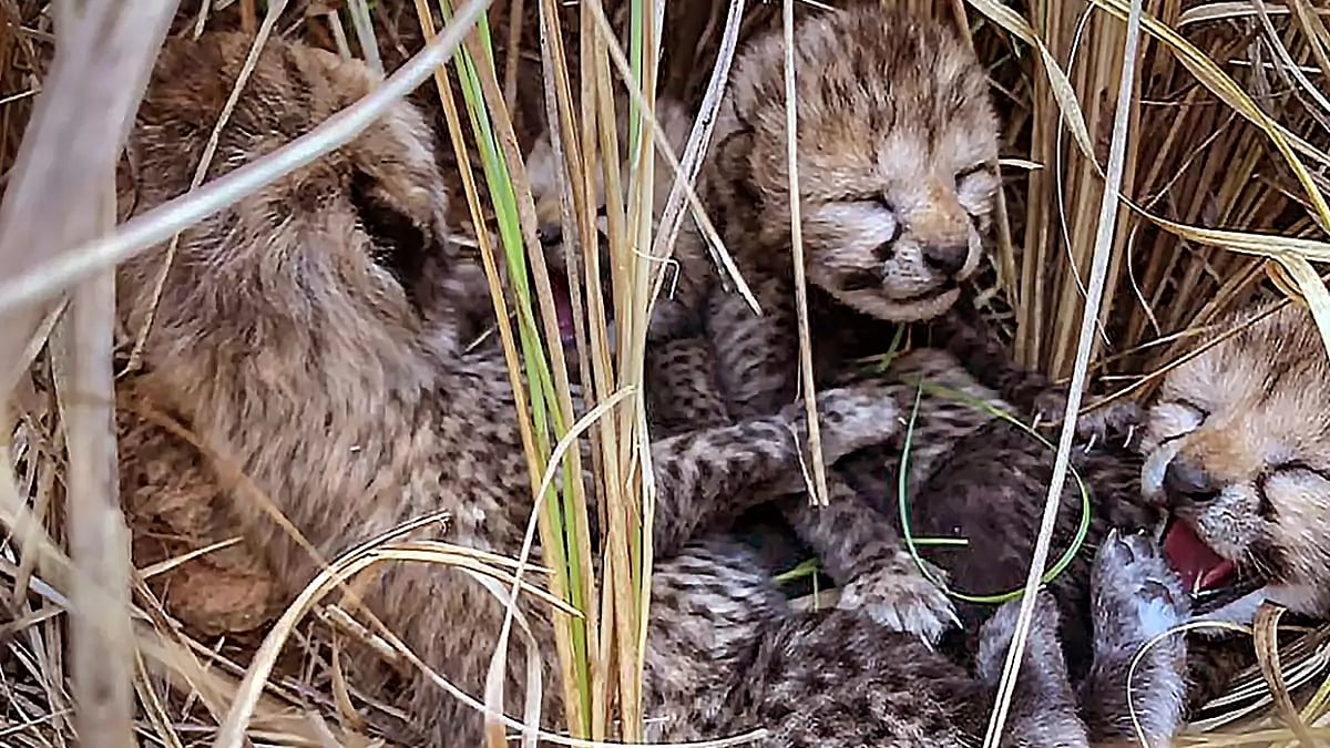New-born cheetah cubs at Kuno National Park