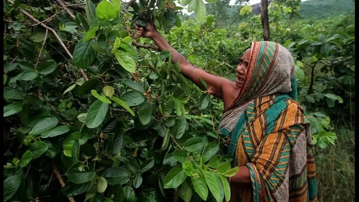 A woman in a village in Odisha plucks a wild berry in a forest. 
