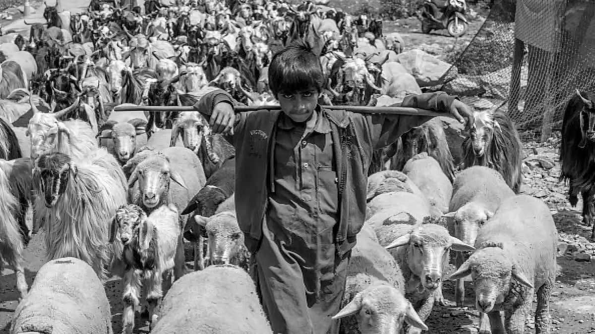 A young Kashmiri nomad boy walks with his cattle in Srinagar.