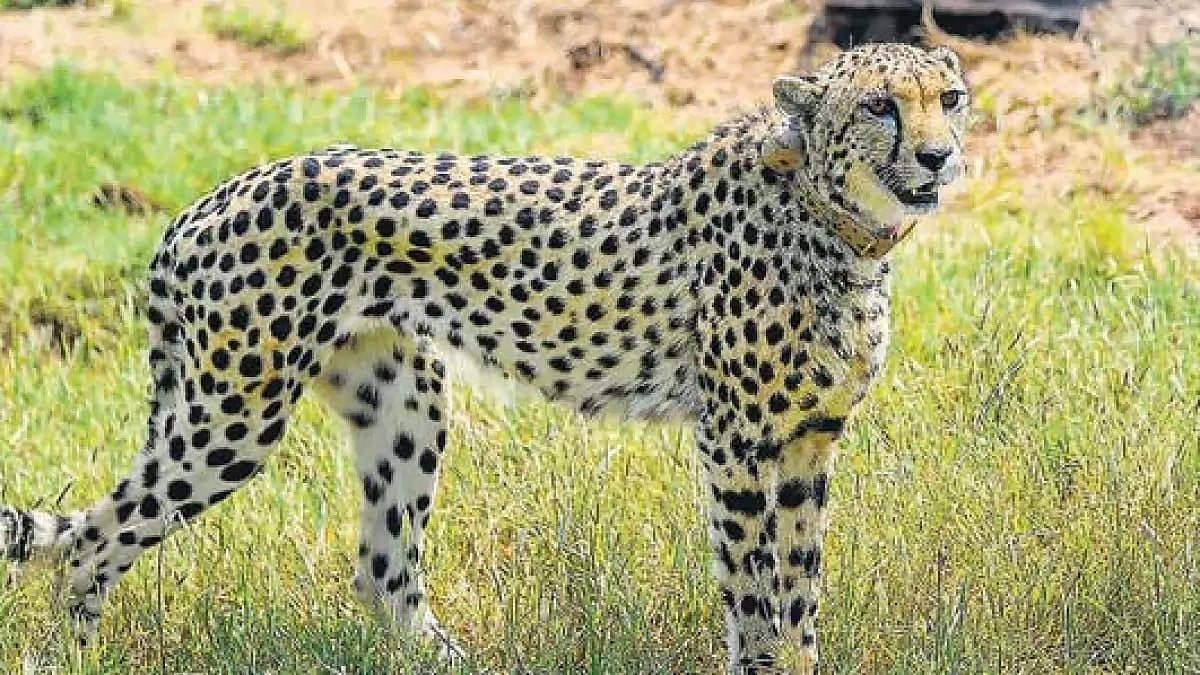 Representational Image