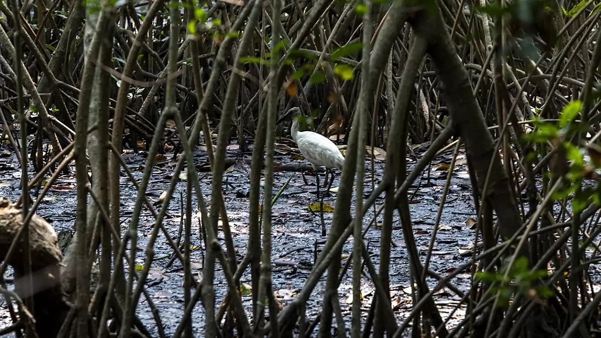 Climate change impact in Keralas Kochi