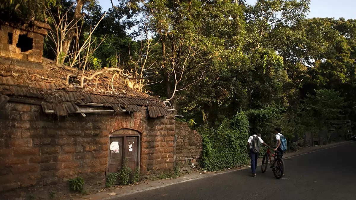 Climate India Mangrove Forests 