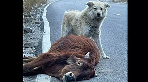 A feral dog beside a dead cow in Himachal Pradesh