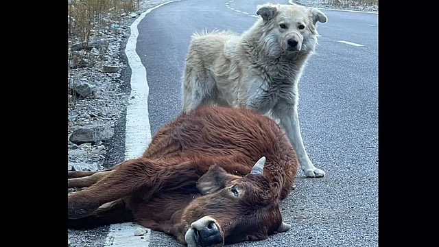 The Challenge Of Managing Street, Feral Dogs