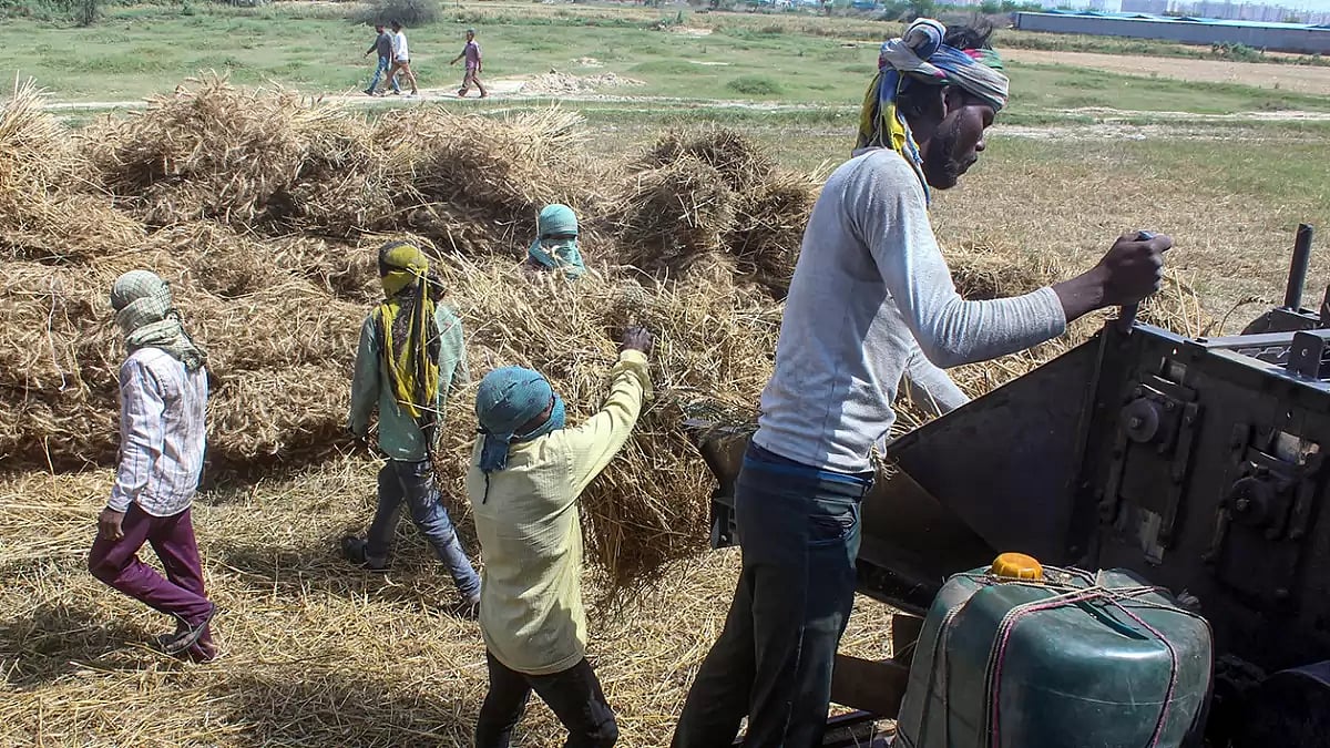 Agriculture: Wheat harvesting