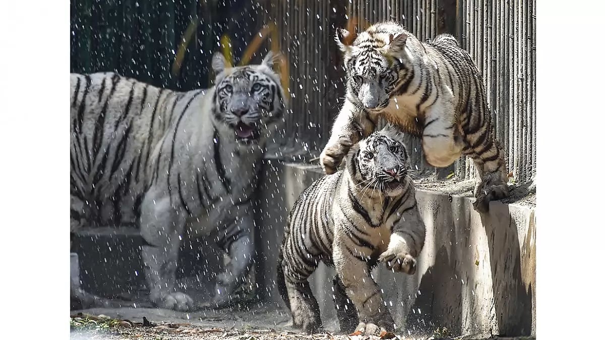 White tiger cubs released at Delhi Zoo
