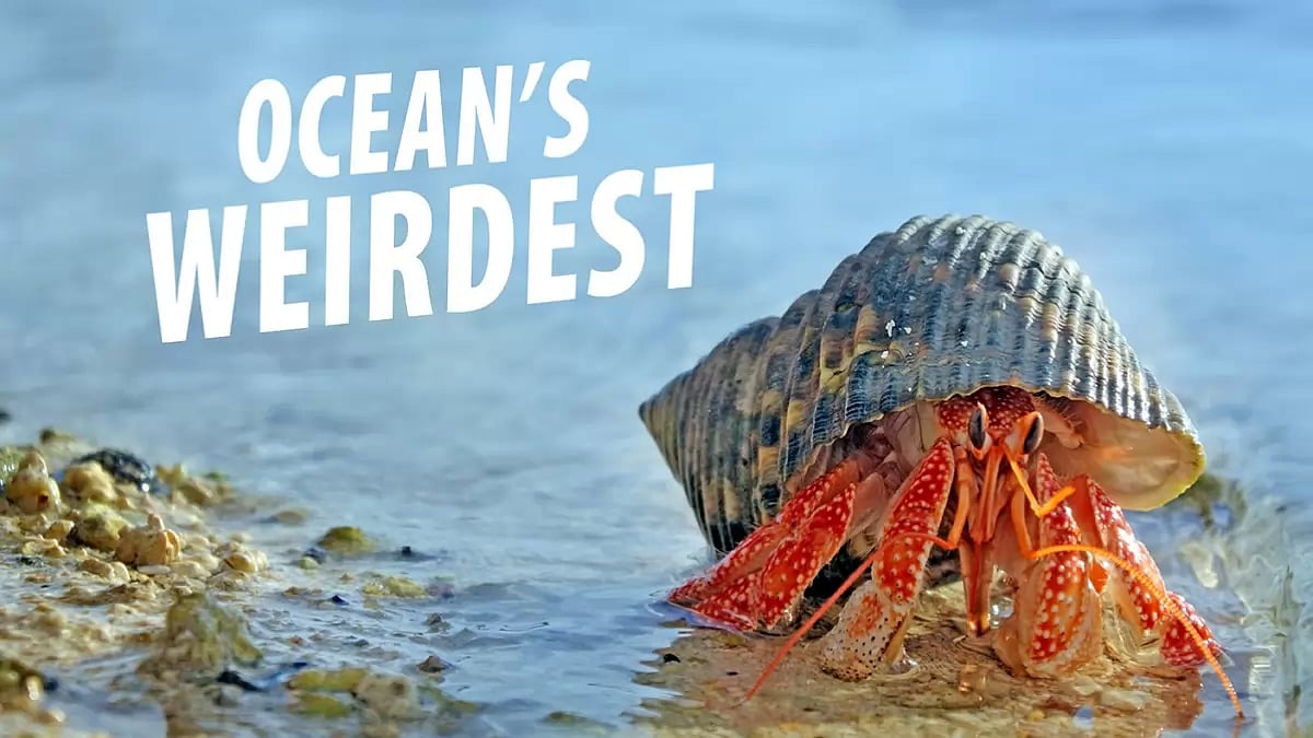 Instagram : A Still From 'Ocean's Weirdest'