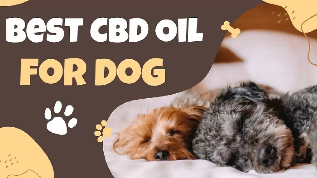 CBD oil for dogs