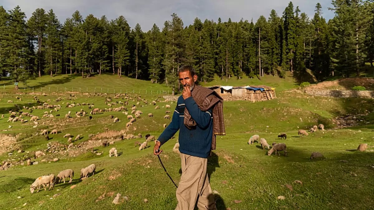 A shepherd looks on as he walks in a forest area on a sunny day in Baramulla, Jammu and Kashmir.